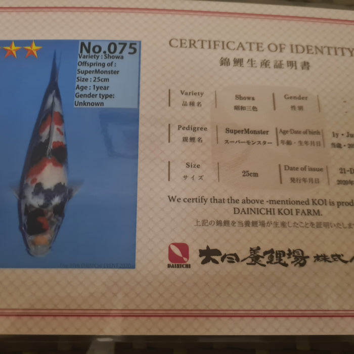 Buying a High Quality Japanese Dainichi Showa Koi - Elite Koi