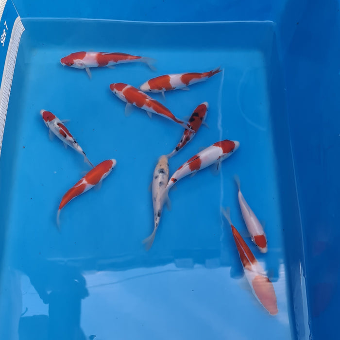 Sakai SFF GoSanke  Grow Out - Meet the 51 - Elite Koi