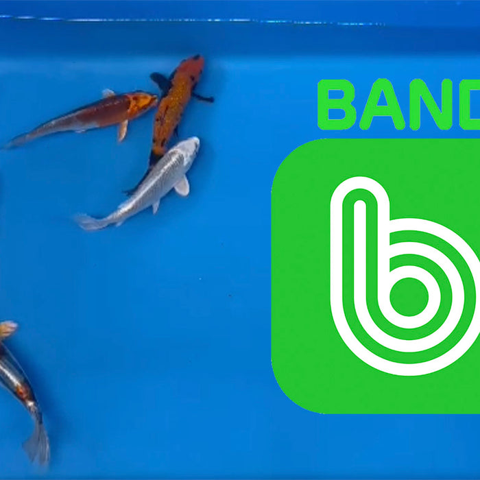 Elite Koi Band Auctions 03/03/23