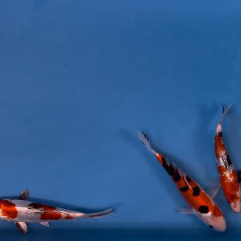 Elite Koi Band Auctions