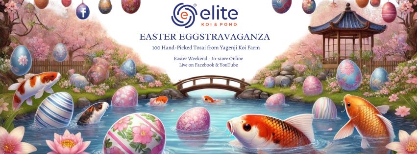 🐣 Easter Eggstravaganza: 100 Yagenji Tosai Koi Auction + Bonus Bonsai &amp; Granite Art!
