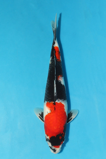 The Elegance of Koi Fish Fins