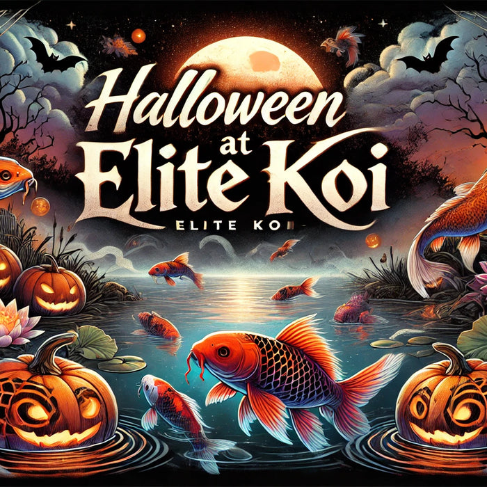 Elite Koi Halloween Spooktacular   Trick or Treat Koi Auction.