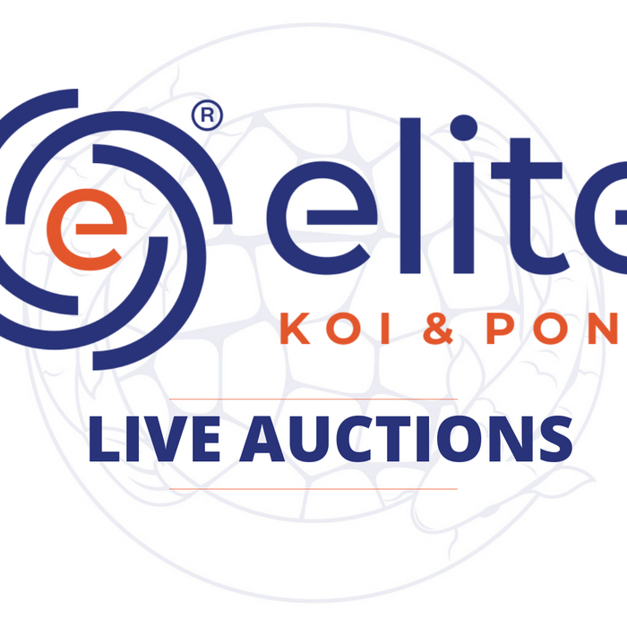 Saturdays Live Stream Auction Koi Selection