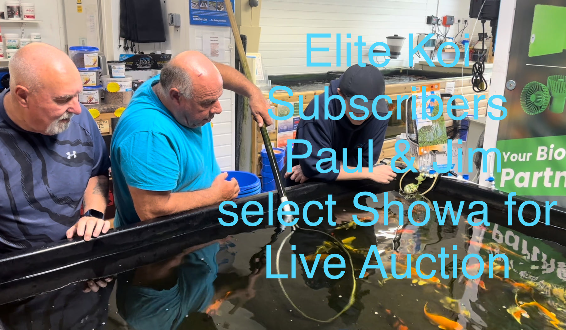 🐠 Elite Koi Subscribers Paul & Jim Select Tosai Showa for Live Auction! 🎉