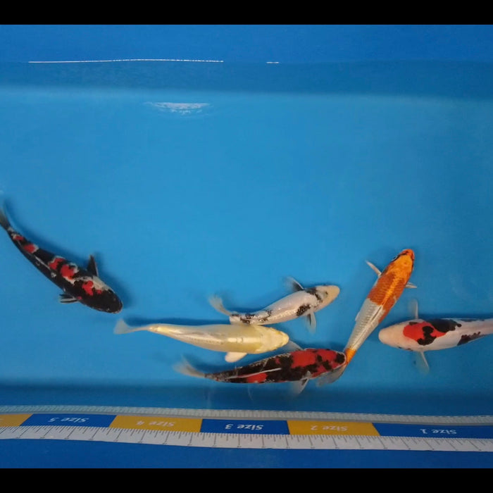 This weeks Live Auction Koi - Elite Koi