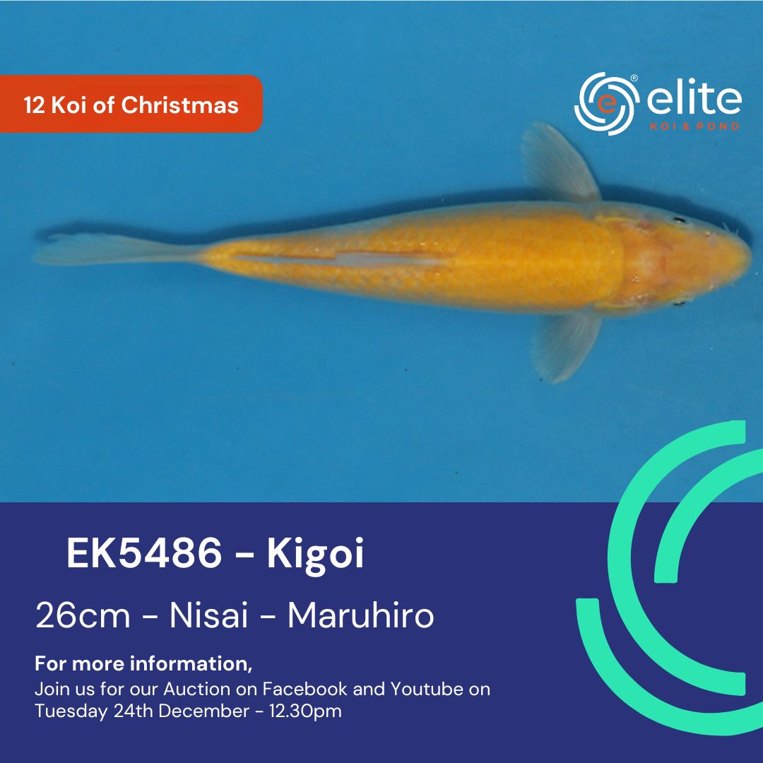 🎄🐟 The 12 Koi of Christmas - Meet Koi 11 of 12! 🐟🎄