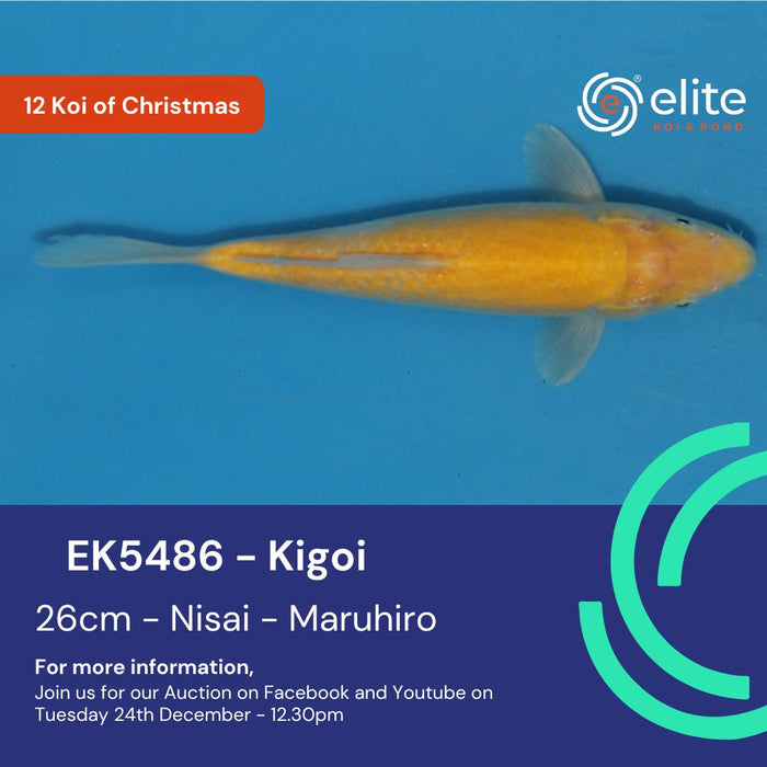 🎄🐟 The 12 Koi of Christmas - Meet Koi 11 of 12! 🐟🎄