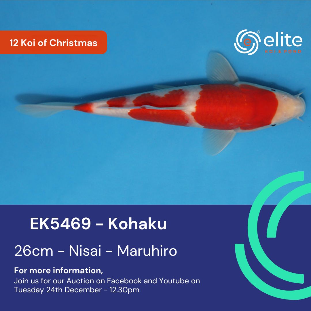 🎄🐟 The 12 Koi of Christmas - Meet Koi 5 of 12! 🐟🎄