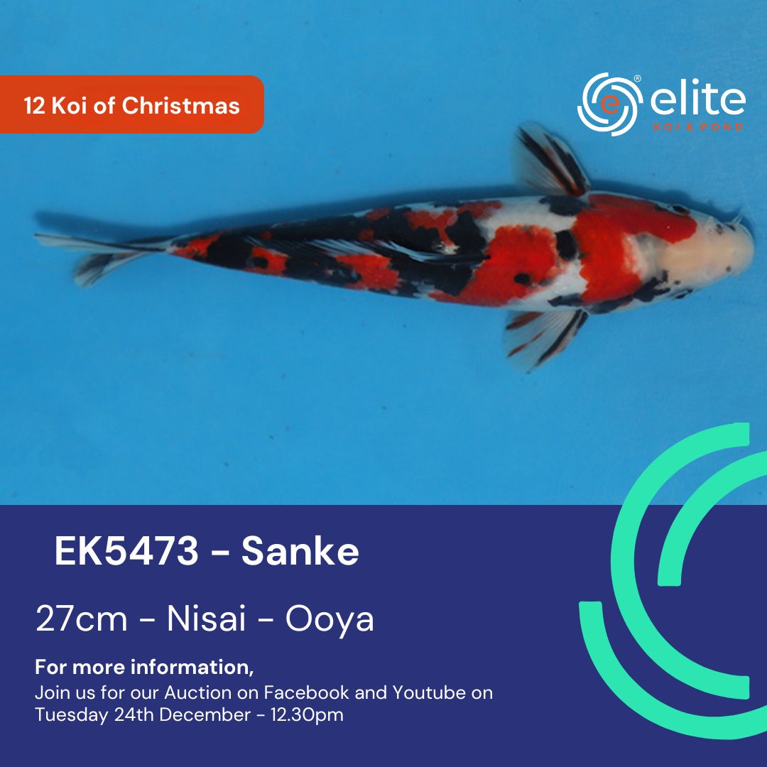 🎄🐟 The 12 Koi of Christmas - Meet Koi 8 of 12! 🐟🎄