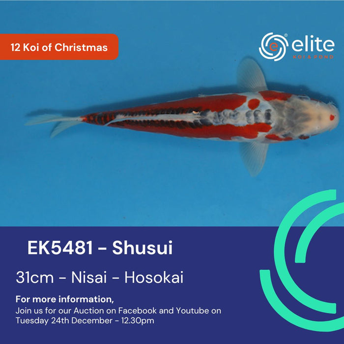 🎄🐟 The 12 Koi of Christmas - Meet Koi 9 of 12! 🐟🎄