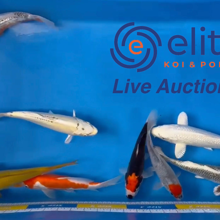 Live Auction Koi Selected for Saturday 29th of April