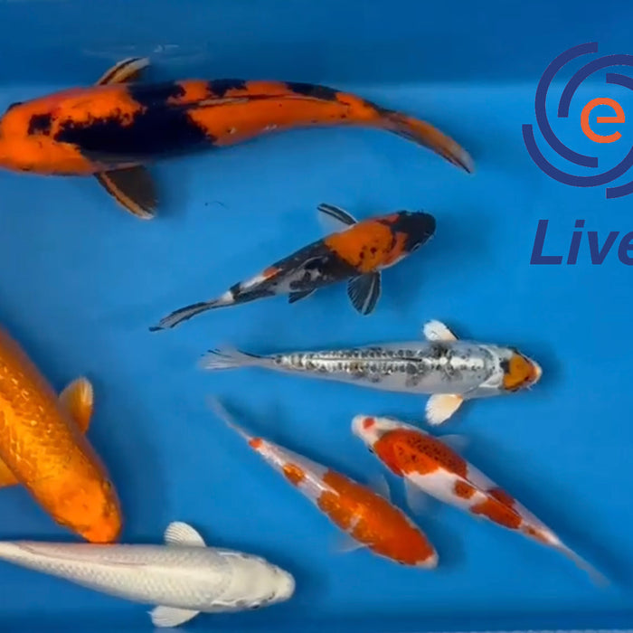 Live Auction Koi Selected for Saturday 20th of May