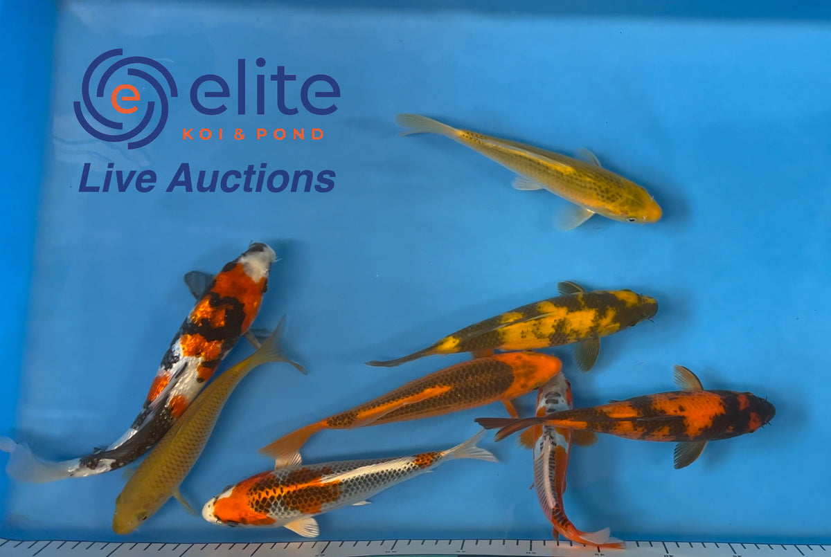 Live Auction Koi Selected for Saturday 21st October — Elite Koi