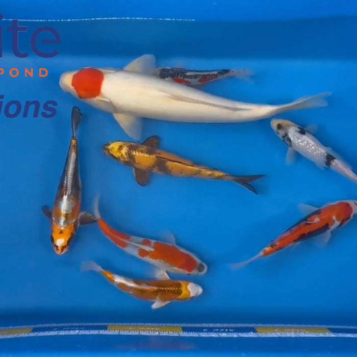 Live Auction Koi Selected for Saturday 13th of May