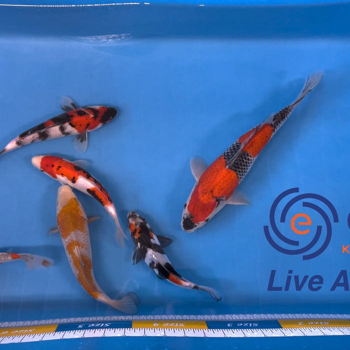 Live Auction Koi Selected for Saturday 22nd of April