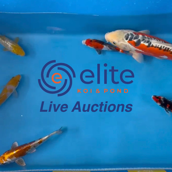 Elite Koi Saturday Live Stream Japanese Koi Auction - Meet the Koi