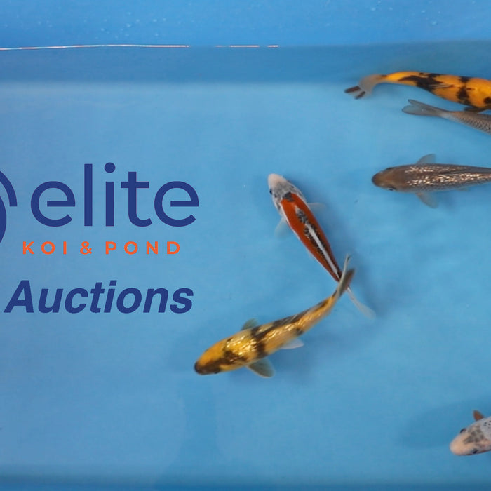 Live Auction Koi Selected for Saturday 27th of May