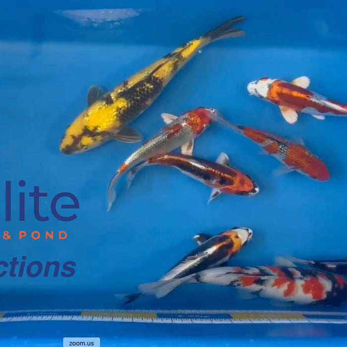 Live Auction Koi Selected for Saturday 6th of May