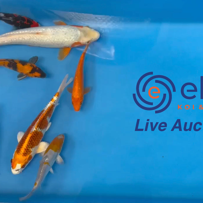 Live Auction Koi Selected for Saturday 3rd June