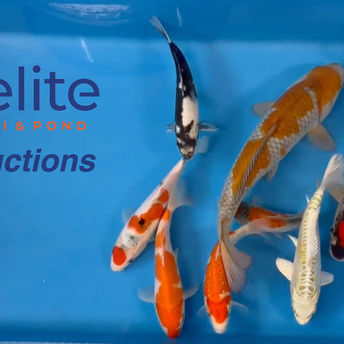 Live Auction Koi Selected for Saturday 18th of March