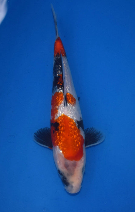 Gin Rin Showa Jumbo Tosai 29cm and developing very well