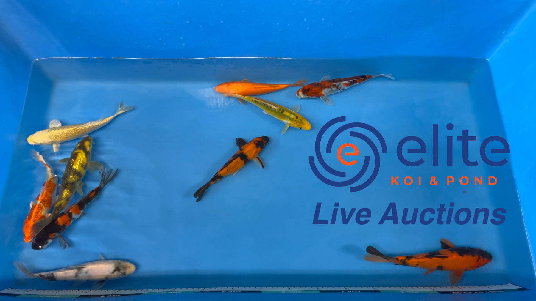 Live Auction Koi Selected for Saturday 9th December