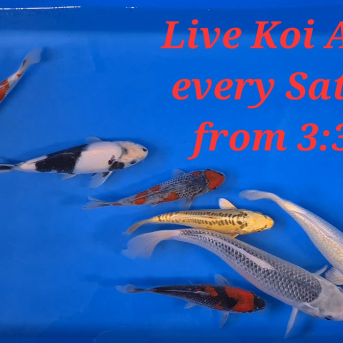 Superb selection for this weeks live Koi Auction Sat 28th Jan 2023