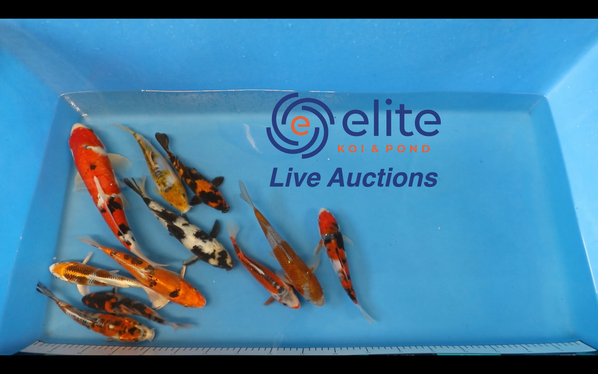 Join Our Weekly Japanese Koi Auction Livestream - 17th of February ...