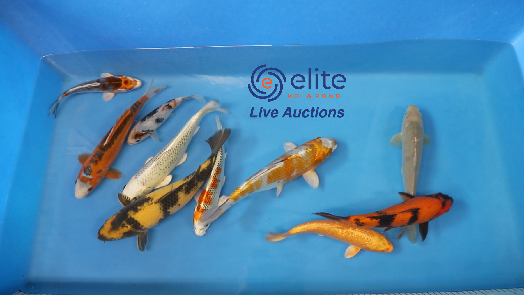 Join Our Weekly Japanese Koi Auction Livestream -  18th of May