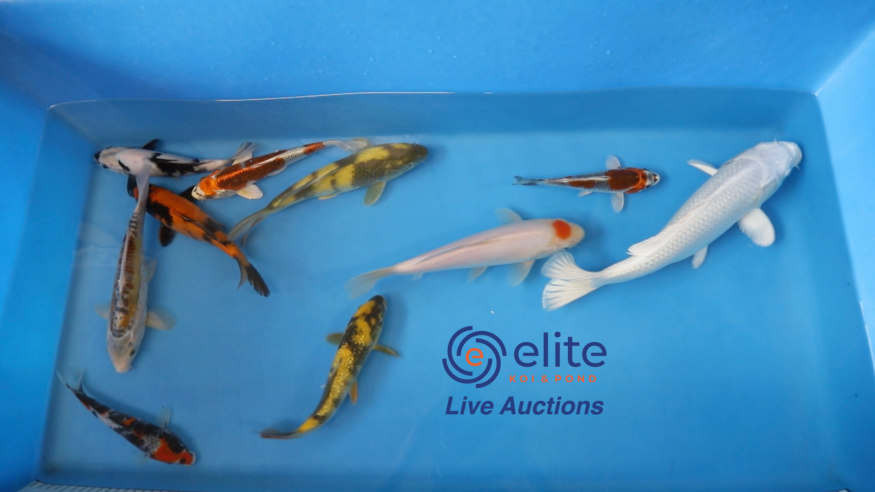 Join Our Weekly Japanese Koi Auction Livestream -  25th of May