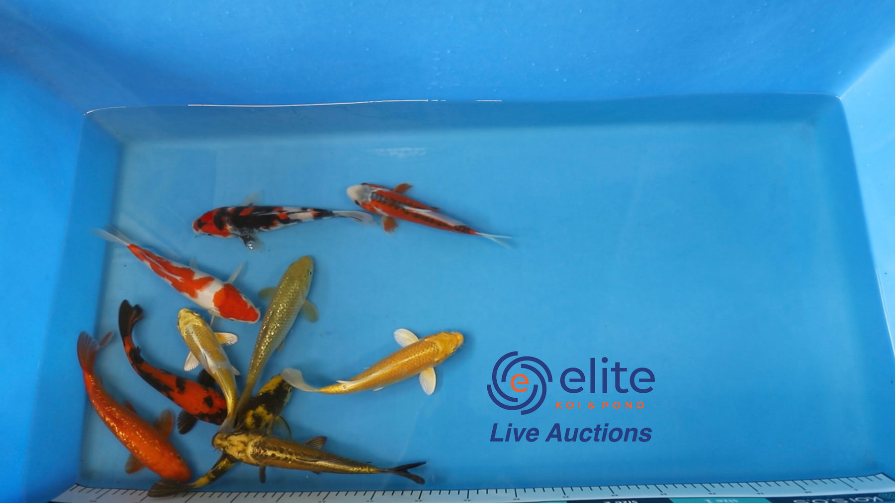 Join Our Weekly Japanese Koi Auction Livestream - 22nd of June