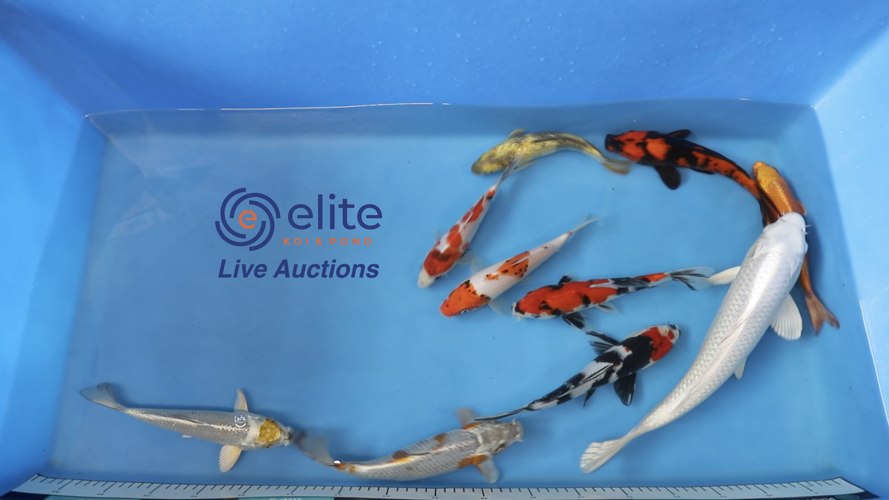 Join Our Weekly Japanese Koi Auction Livestream - 6th July