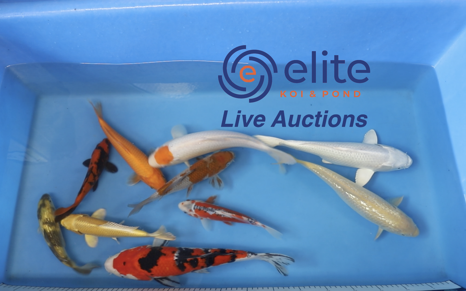 Join Our Weekly Japanese Koi Auction Livestream - 13th of July