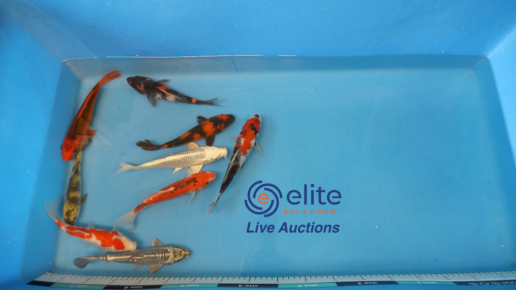 Join Our Weekly Japanese Koi Auction Livestream - 3rd of August