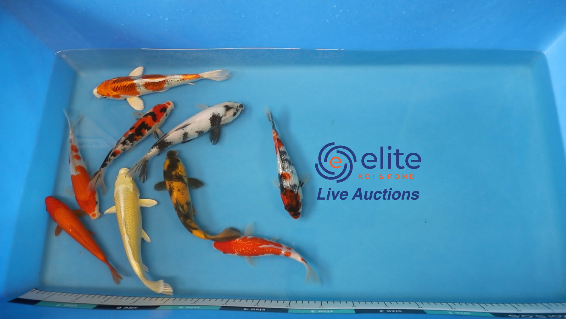 Join Our Weekly Japanese Koi Auction Livestream - 10th of August