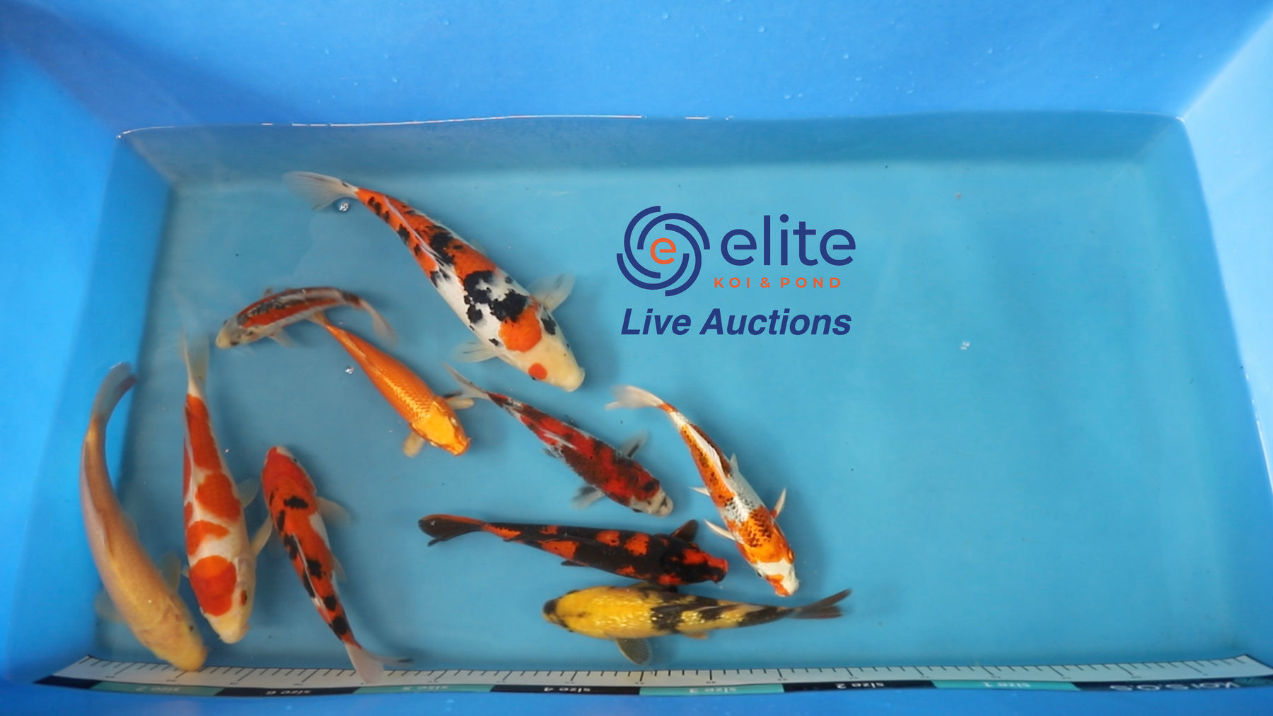 Join Our Weekly Japanese Koi Auction Livestream - 17th of August