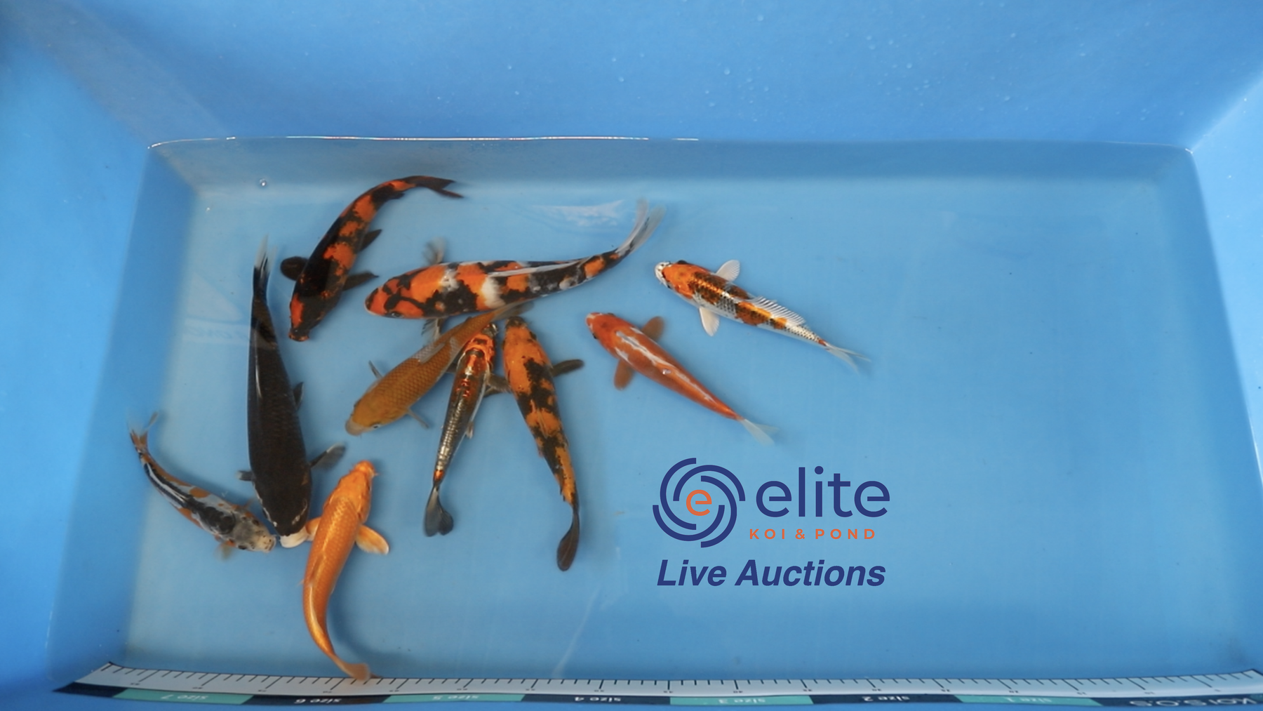 Join Our Weekly Japanese Koi Auction Livestream - 21st of September