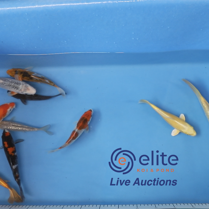 Join Our Weekly Japanese Koi Auction Livestream - 26th of October