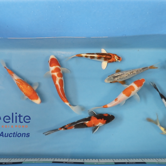 Join Our Weekly Japanese Koi Auction Livestream - 2nd of November