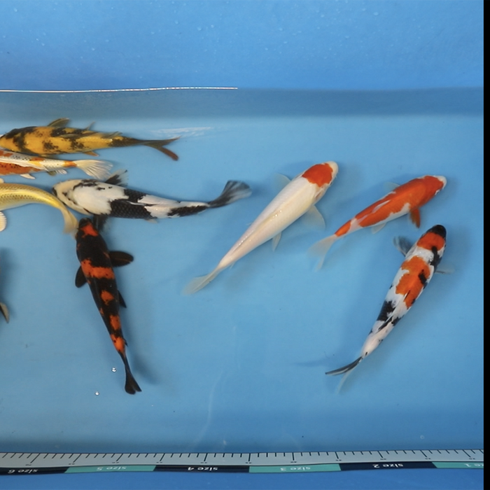 Join Our Weekly Japanese Koi Auction Livestream - 16th of November