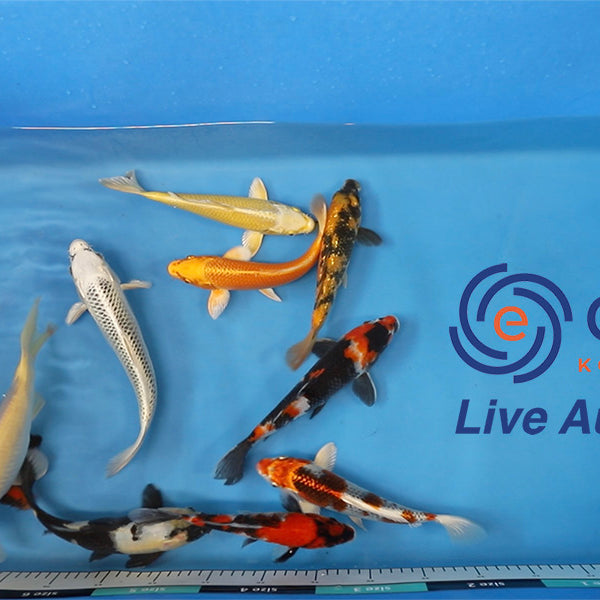 Join Our Weekly Japanese Koi Auction Livestream - 23rd of November