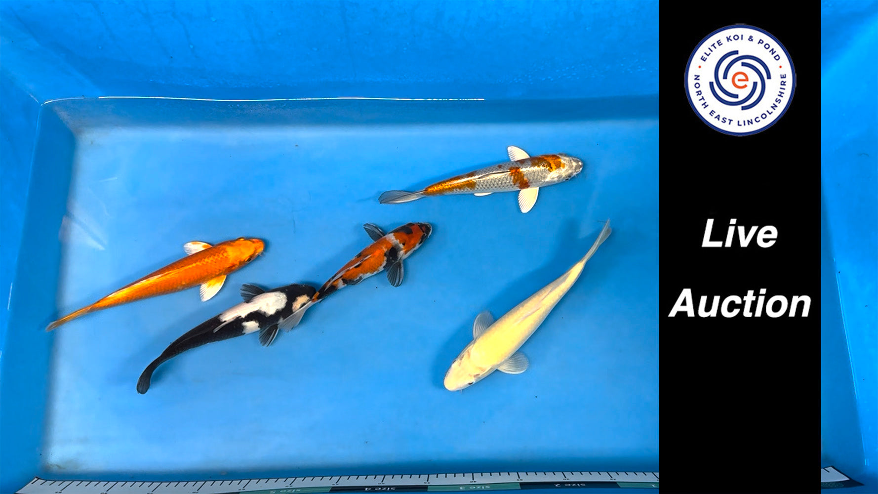 Join Our Weekly Japanese Koi Auction Livestream - 7th of December