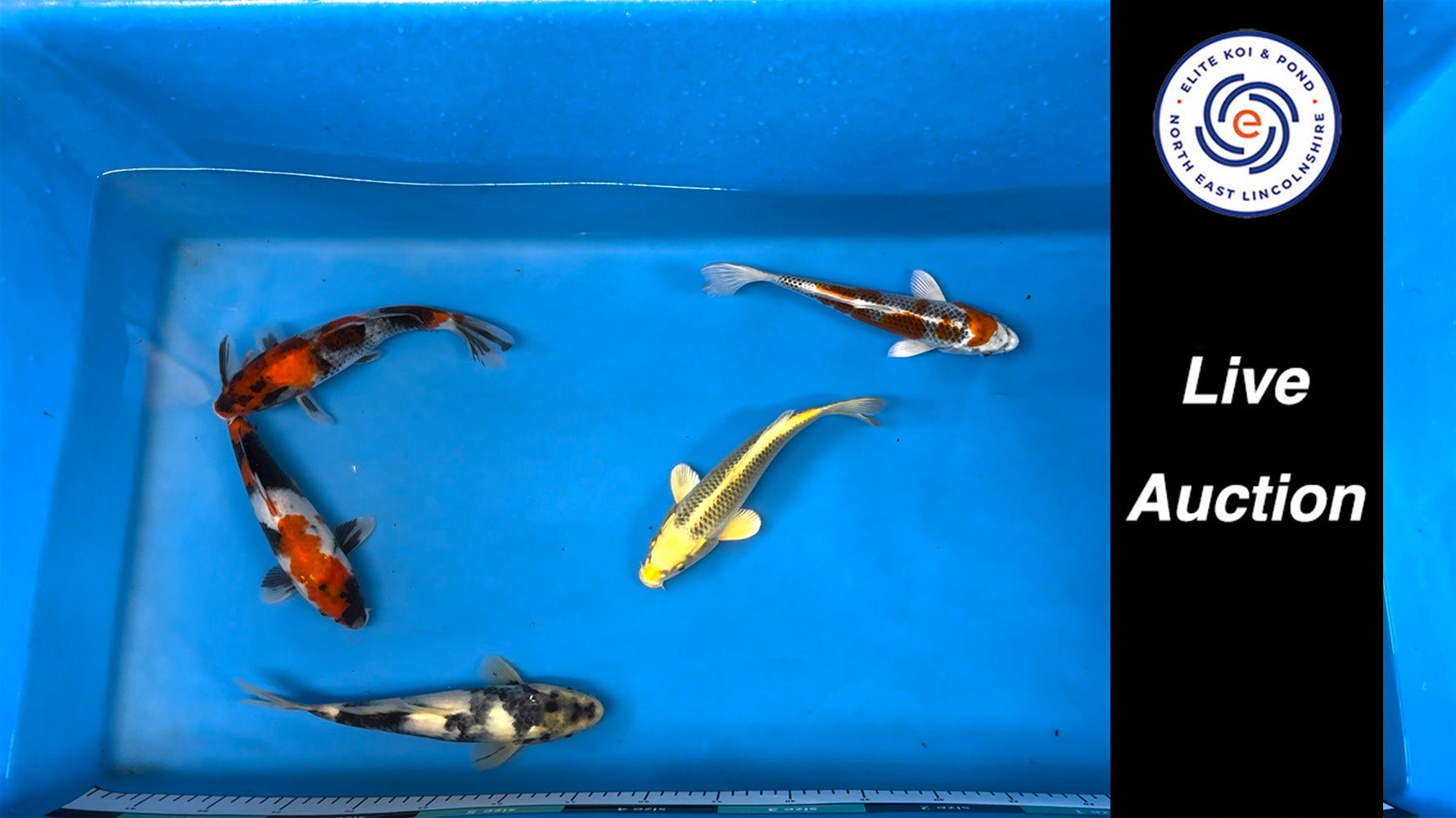 Join Our Weekly Japanese Koi Auction Livestream - 14th of December