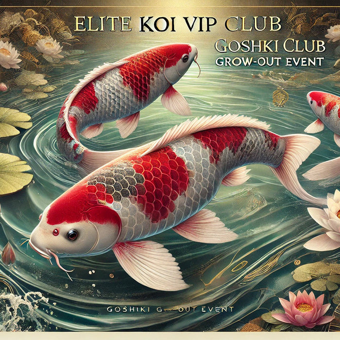 Elite Koi VIP Club Goshiki Grow-Out Event