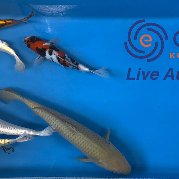 Live Auction Koi Selected for Saturday 11th of March