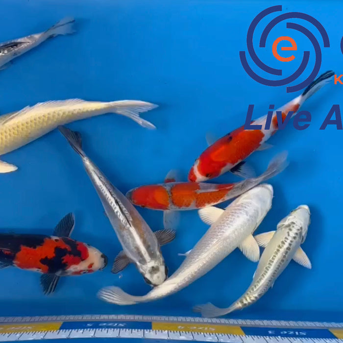 Live Auction Koi Selected for Saturday 4th of March