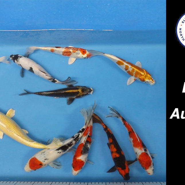 Join Our Weekly Japanese Koi Auction Livestream - 9th of November