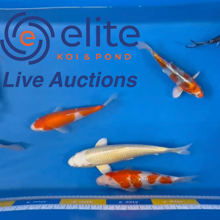 Live Auction Koi Selected for Saturday 4th February