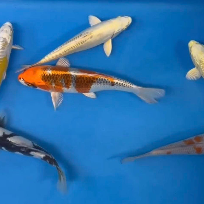 Live Auction Koi Selected for Saturday 17th December